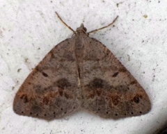 Macaria loricaria