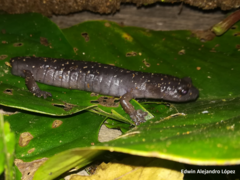 Bolitoglossa franklini image