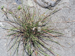 Ixeris tamagawaensis