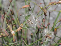Ixeris tamagawaensis
