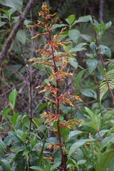 Guzmania marantoidea