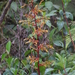 Guzmania marantoidea - Photo (c) jose_balderrama, algunos derechos reservados (CC BY-NC), subido por jose_balderrama