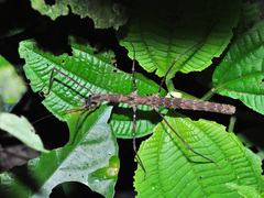 Stheneboea repudiosa