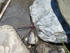 Ixeris tamagawaensis