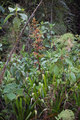 Guzmania marantoidea