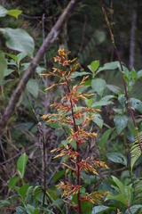 Guzmania marantoidea