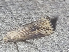 Crambodes talidiformis