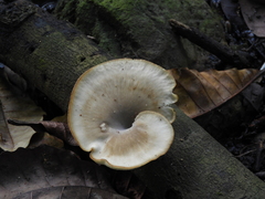 Polyporaceae
