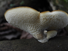 Polyporaceae