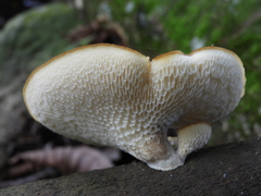 Polyporaceae