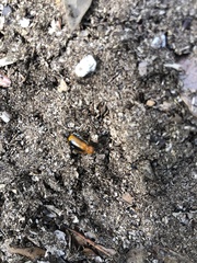 Chondropyga dorsalis