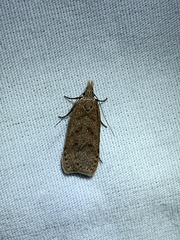 Dichomeris ventrellus