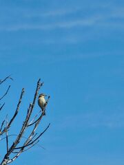 Cisticola exilis