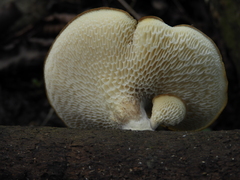 Polyporaceae