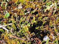 Cassiope tetragona