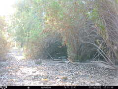 Sylvilagus audubonii