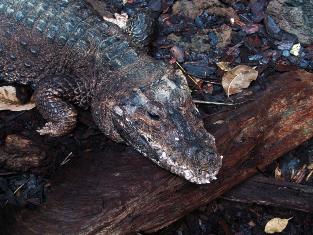 Dwarf Crocodiles