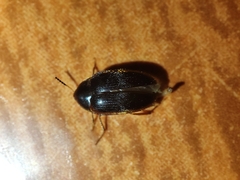 Throscidae