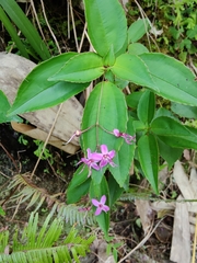 Bredia quadrangularis