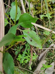 Bredia quadrangularis