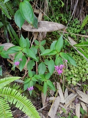 Bredia quadrangularis