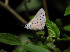 Pseudolycaena