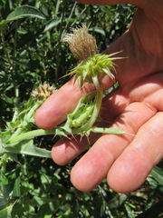 Cirsium fontinale