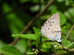Pseudolycaena