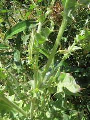 Cirsium fontinale