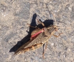 Calliptamus italicus