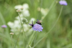 Zygaena viciae