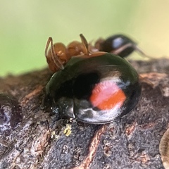 Hyperaspis signata