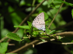 Pseudolycaena