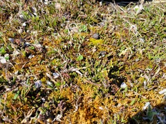 Cassiope tetragona