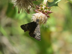 Cirsium fontinale