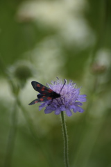 Zygaena viciae