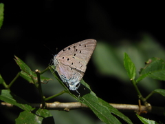 Pseudolycaena