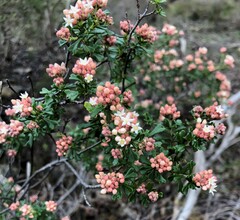 Pomaderris obcordata