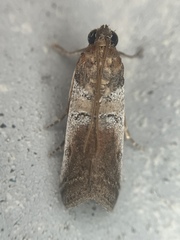 Chararica hystriculella