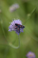 Zygaena viciae