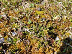 Cassiope tetragona