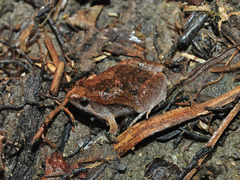 Microhyla mukhlesuri