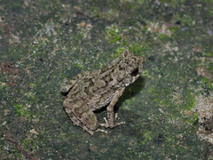 Ingerophrynus parvus