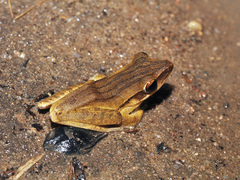 Polypedates leucomystax