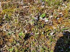 Cassiope tetragona