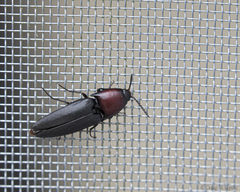 Parallelostethus