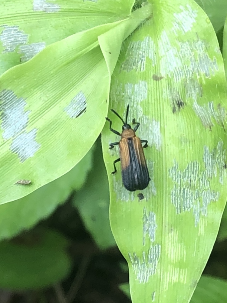 Chalepus similatus