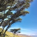 Acacia lahai