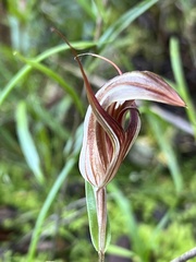 Pterostylis rogersii