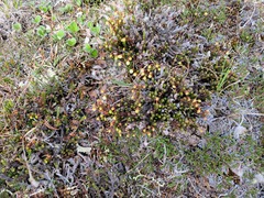 Cassiope tetragona